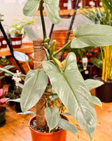 Philodendron hastatum (Silver Sword) - Plant Daddy