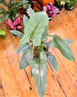 Philodendron hastatum (Silver Sword) - Plant Daddy