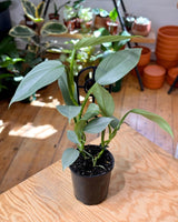 Philodendron hastatum (Silver Sword) - Plant Daddy