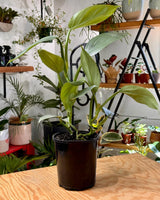 Philodendron hastatum (Silver Sword) - Plant Daddy