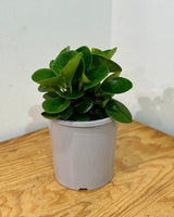 Peperomia obtusifolia 'Jade'