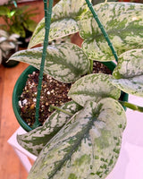 Scindapsus pictus ‘Exotica’ (Satin Pothos) - Plant Daddy