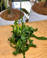Epiphyllum guatemalense montrose (Curly Sue) - Plant Daddy