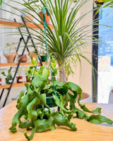 Epiphyllum guatemalense montrose (Curly Sue) - Plant Daddy