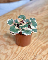 Saxifraga stolonifera variegata (Strawberry Begonia) - Plant Daddy