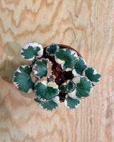 Saxifraga stolonifera variegata (Strawberry Begonia) - Plant Daddy