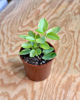 Peperomia orba 'Variegata’ (Pixie Lime) - Plant Daddy
