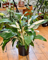 Spathiphyllum ‘Picasso’ - Plant Daddy