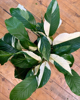 Spathiphyllum ‘Picasso’ - Plant Daddy