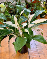 Spathiphyllum ‘Picasso’ - Plant Daddy