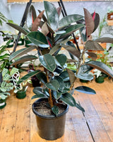 Ficus elastica ‘Burgundy’ - Plant Daddy