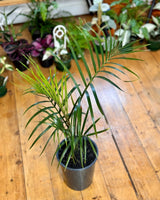 Dypsis decaryi (Triangle palm) - Plant Daddy