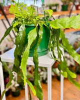 Lepismium houlletianum (Snowdrop Cactus) - Plant Daddy