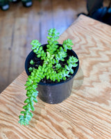 Sedum morganianum (Donkeys Tail) - Plant Daddy