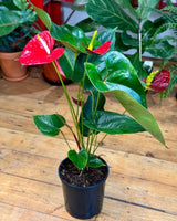 Anthurium andraeanum (Flamingo flower) - Plant Daddy