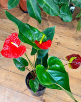 Anthurium andraeanum (Flamingo flower) - Plant Daddy