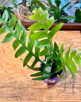 Selenicereus chrysocardium (Fern Leaf Cactus)