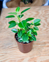Peperomia orba - Plant Daddy