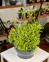 Rhipsalis cereuscula - Plant Daddy