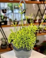 Rhipsalis cereuscula - Plant Daddy