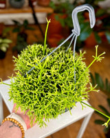 Rhipsalis cereuscula - Plant Daddy