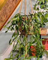 Rhipsalis goebeliana - Plant Daddy