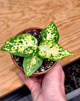 Dieffenbachia ‘Mars’ - Plant Daddy
