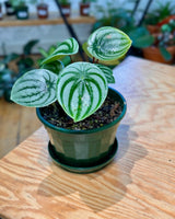 Peperomia argyreia (Watermelon Peperomia) - Plant Daddy