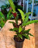 Calathea rufibarba - Plant Daddy