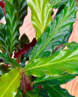 Calathea rufibarba - Plant Daddy