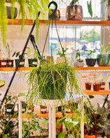Rhipsalis campos-portoana - Plant Daddy
