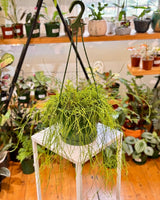 Rhipsalis campos-portoana - Plant Daddy