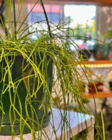 Rhipsalis campos-portoana - Plant Daddy