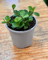 Peperomia 'Hope' - Plant Daddy