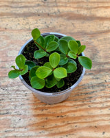 Peperomia 'Hope' - Plant Daddy