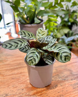Ctenanthe burle - marxii - Plant Daddy