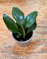 Rhaphidophora decursiva (Dragons Tail) - Plant Daddy