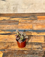 Fittona var. (Nerve Plant) - Plant Daddy