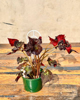 Begonia ‘Copper Sunset’ - Plant Daddy