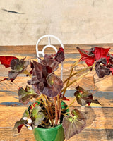 Begonia ‘Copper Sunset’ - Plant Daddy