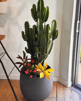 Como Barrel Pot - Plant Daddy