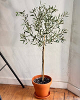 Olive Tree Potted Creation - Plant Daddy