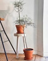 Bottle Tree Potted Creation - Plant Daddy