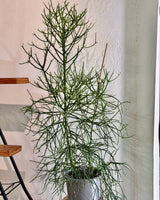 Euphorbia tirucalli Green - Plant Daddy