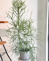 Euphorbia tirucalli Green - Plant Daddy