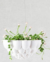 Jelly Ceramic Hanging Pot - Plant Daddy
