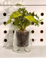 Original Self-watering Planter by Cup O Flora - Plant Daddy