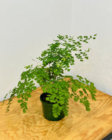 Adiantum aethiopicum (Maidenhair fern) - Plant Daddy
