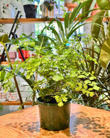 Adiantum aethiopicum (Maidenhair fern) - Plant Daddy