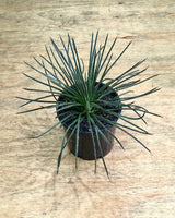 Agave geminiflora - Plant Daddy